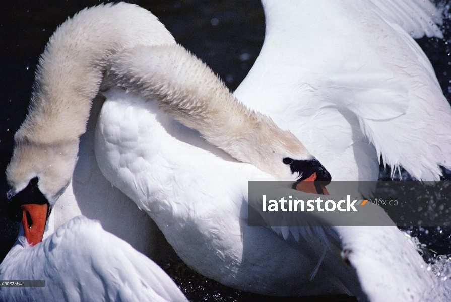 Silencio dos machos de cisne (vulgar Cygnus olor) lucha, Suecia