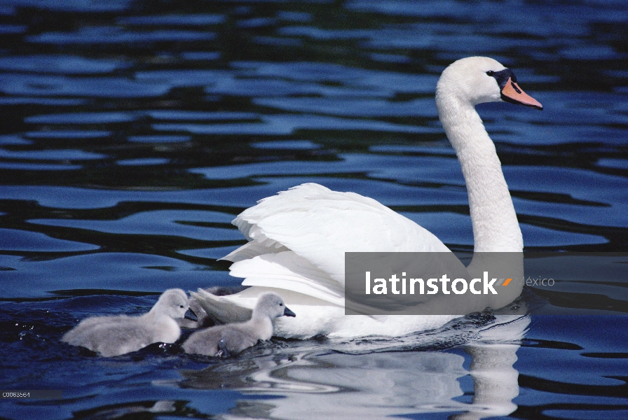 Cisne (vulgar Cygnus olor) madre con los pollitos, Suecia