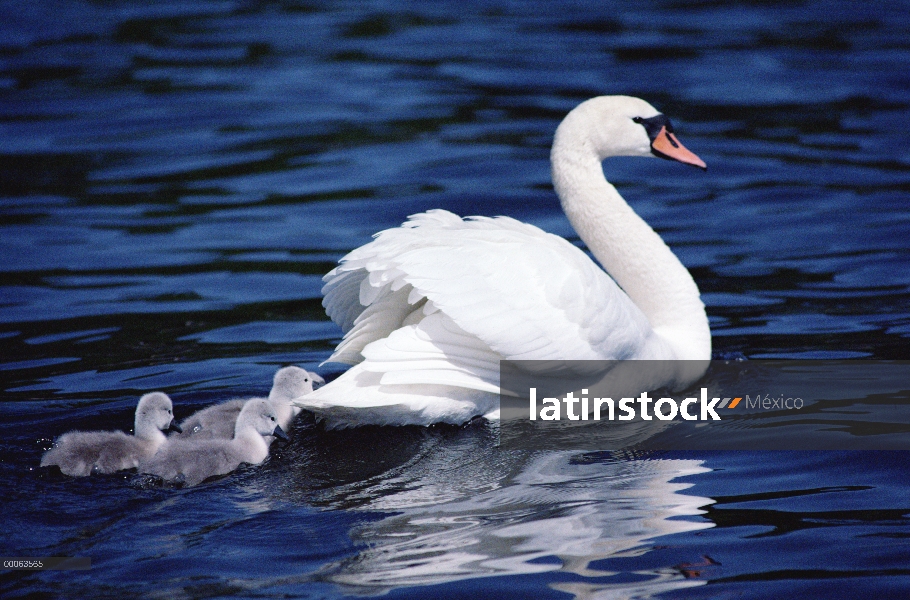 Cisne (vulgar Cygnus olor) madre con pichones, Suecia