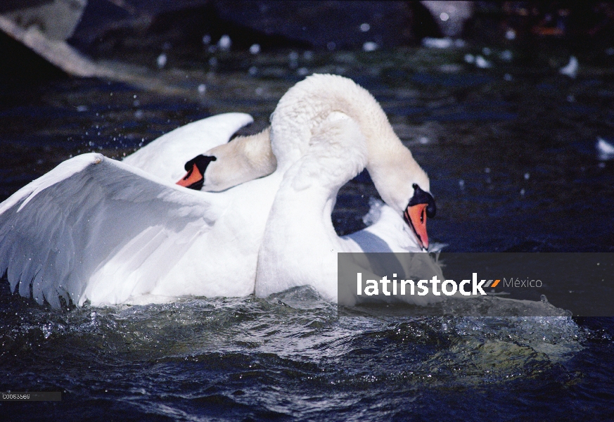 Silenciar los machos de cisne (vulgar Cygnus olor) lucha, Suecia