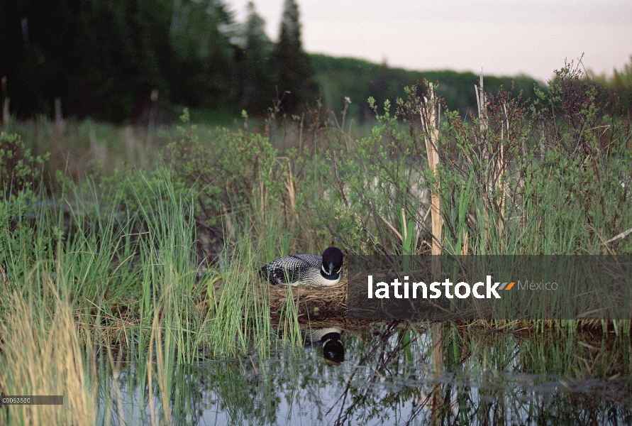 Común Loon (Gavia immer) incubando los huevos en el nido, Minnesota norteño