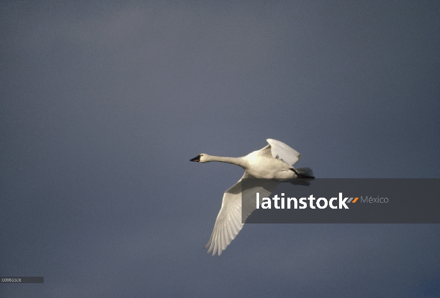 Cisne silbador (Cygnus columbianus) volando, América del norte