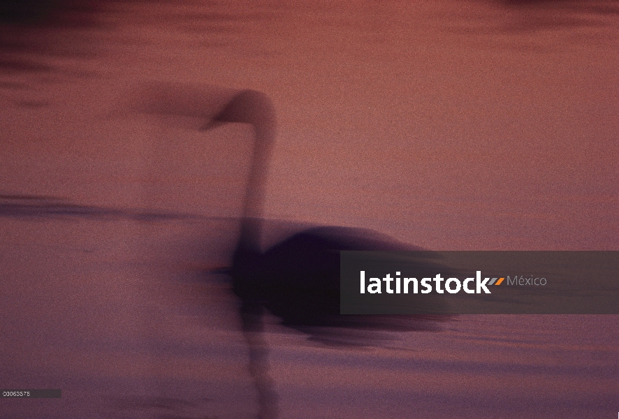 Cisne Trompetero (Cygnus buccinator) silueta en la niebla, Minnesota