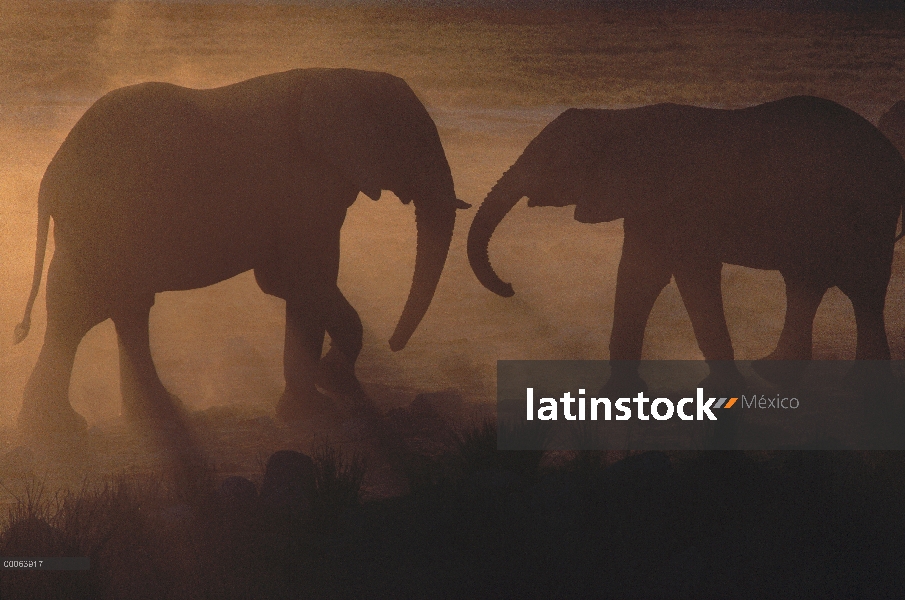 Par de elefante africano (Loxodonta africana) combate al atardecer, Namibia