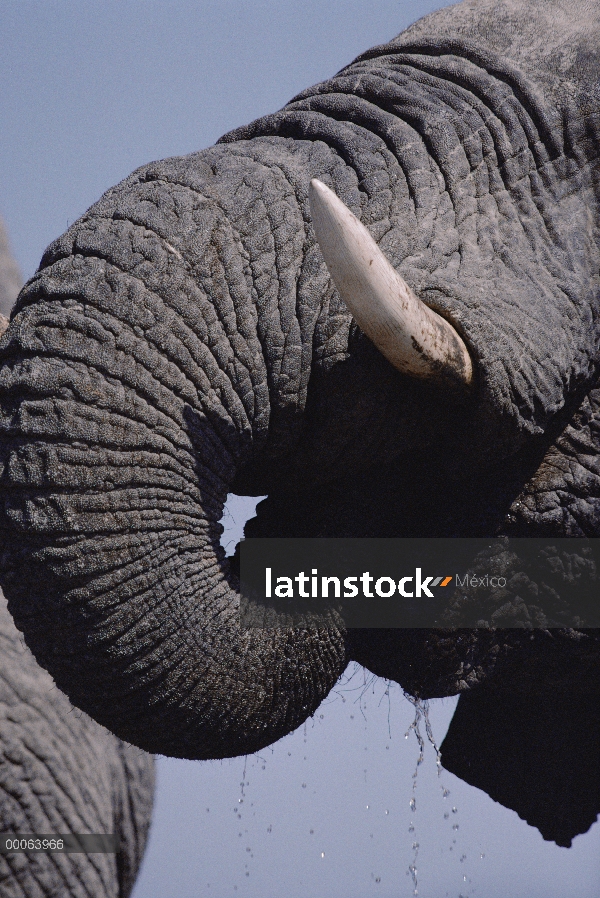 Elefante africano (Loxodonta africana) beber, Namibia