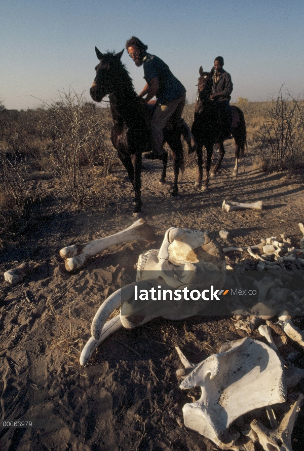 Cementerio de elefante africano (Loxodonta africana) con guardaparques a caballo, Namibia