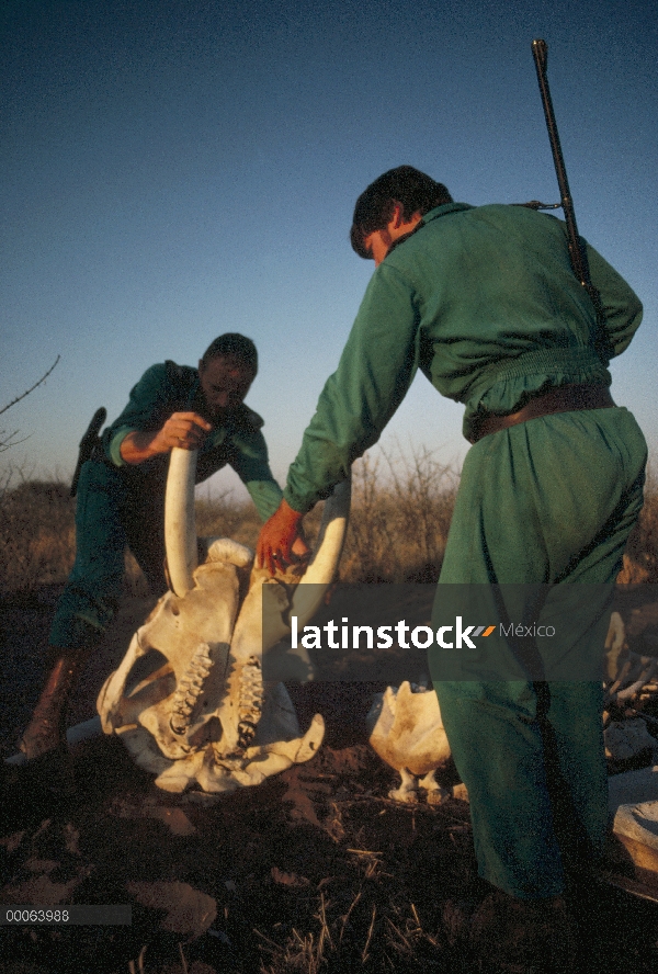 Cementerio de elefante africano (Loxodonta africana) con guardaparques en cráneo, Namibia