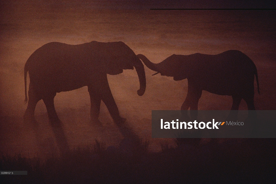 Par de elefante africano (Loxodonta africana) combate al atardecer, Namibia