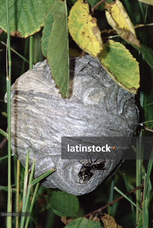 Nido de avispas de papel (Polistes metricus) con individuos en entrada, Minnesota