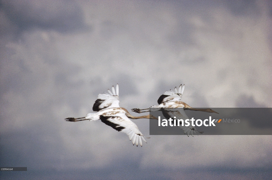 Par de grúa (Grus leucogeranus) de Siberia vuelo, China