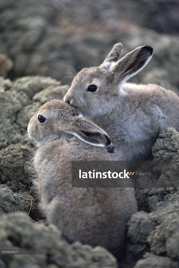 Dos bebés Ártico liebres (Lepus arcticus) en capas de verano, camuflados contra tundra, isla de Elle