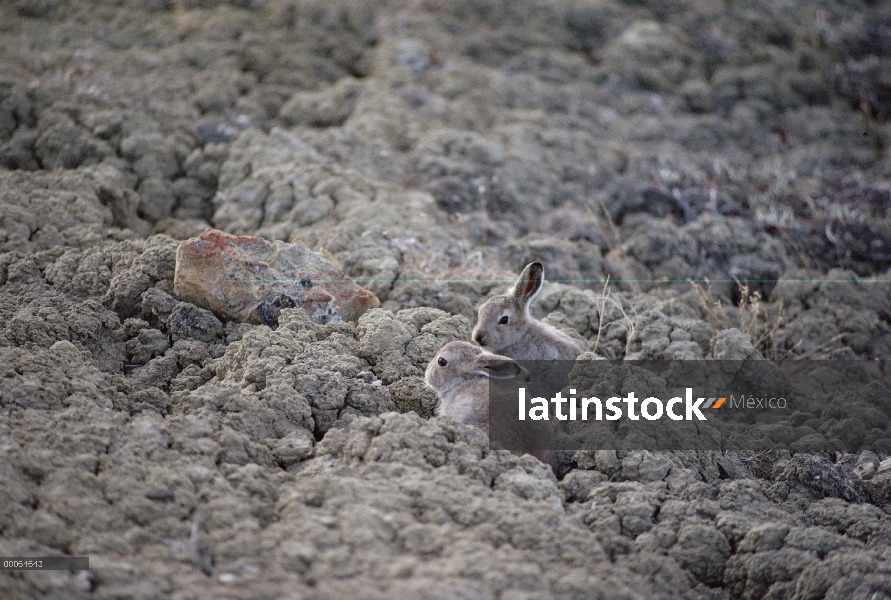 Joven liebre del Ártico (Lepus arcticus) en verano abrigos camuflados contra tundra, isla de Ellesme