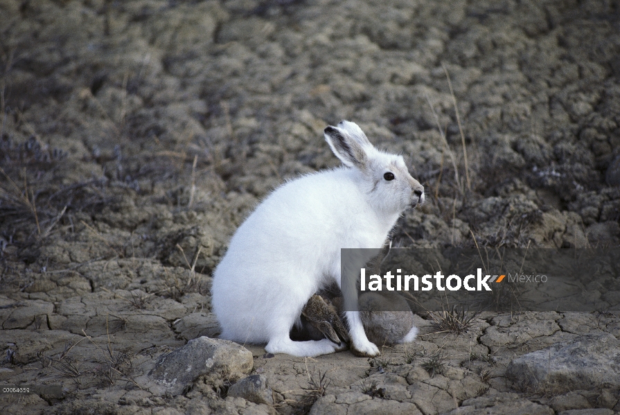 Jóvenes de enfermería Ártico liebres (Lepus arcticus), isla de Ellesmere, Nunavut, Canadá