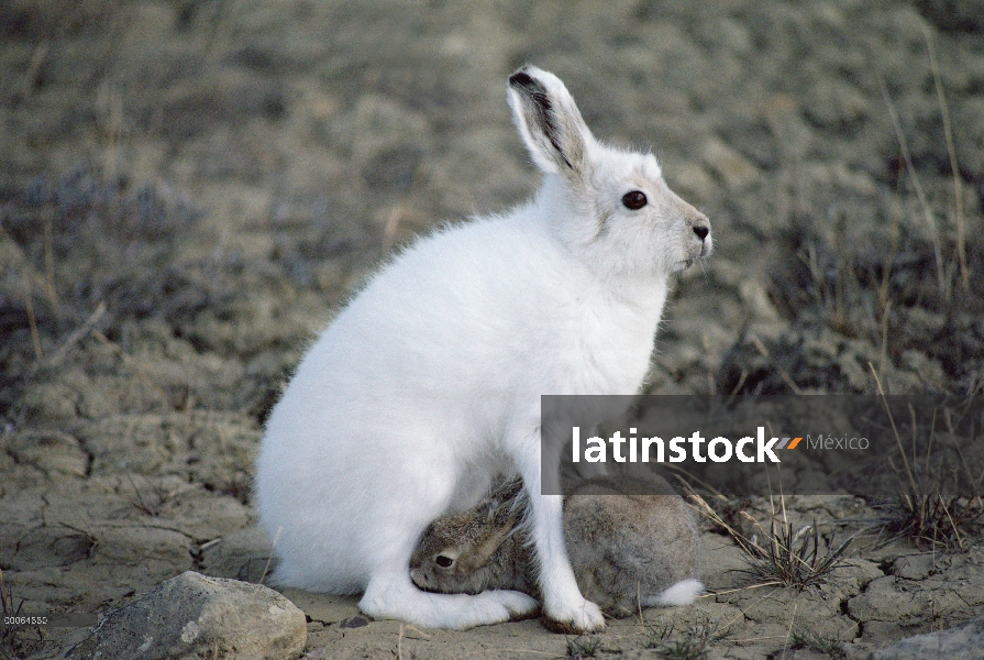 Jóvenes de enfermería Ártico liebres (Lepus arcticus), isla de Ellesmere, Nunavut, Canadá