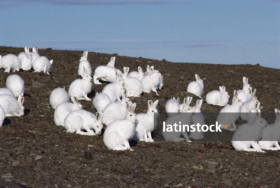 Grupo Ártico liebres (Lepus arcticus) en tundra, isla de Ellesmere, Nunavut, Canadá