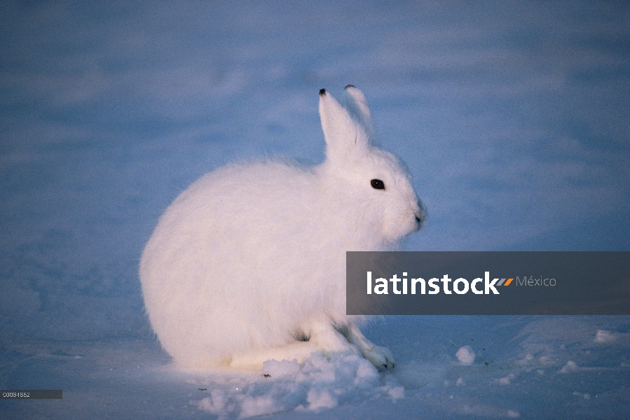 Liebre del Ártico (Lepus arcticus) en pelaje de invierno, isla de Ellesmere, Nunavut, Canadá