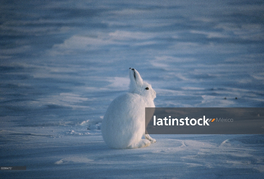 Ártico de liebres (Lepus arcticus) camuflado en la nieve, isla de Ellesmere, Nunavut, Canadá