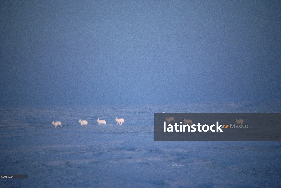 Grupo Ártico liebres (Lepus arcticus) funcionando, isla de Ellesmere, Nunavut, Canadá