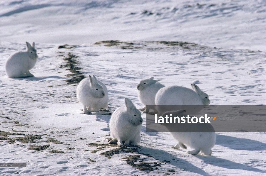 Grupo Ártico liebres (Lepus arcticus) camuflado en la nieve, isla de Ellesmere, Nunavut, Canadá