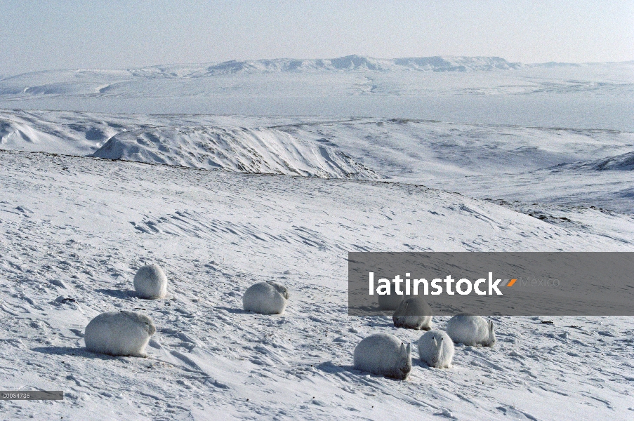 Grupo Ártico liebres (Lepus arcticus) en abrigos de invierno, isla de Ellesmere, Nunavut, Canadá