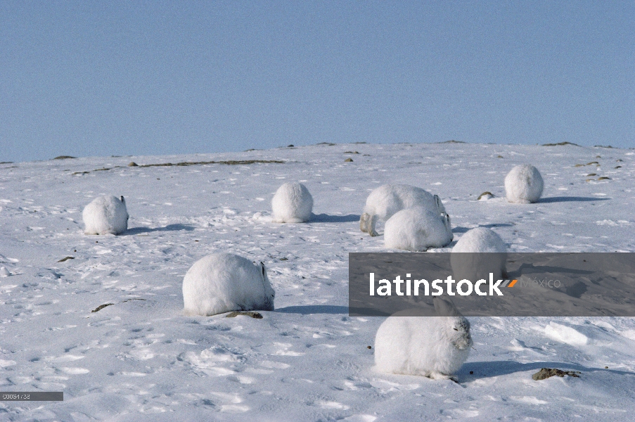 Grupo Ártico liebres (Lepus arcticus) en nieve, isla de Ellesmere, Nunavut, Canadá