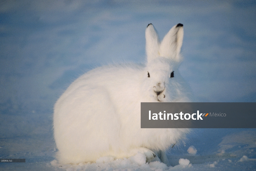 Ártico de liebres (Lepus arcticus) camuflado en la nieve, isla de Ellesmere, Nunavut, Canadá