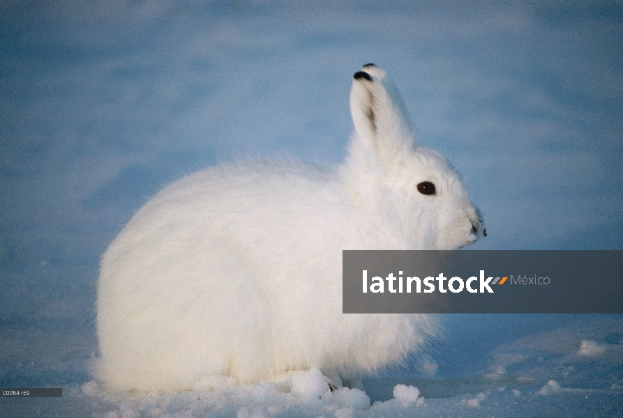 Retrato de Ártico liebres (Lepus arcticus), isla de Ellesmere, Nunavut, Canadá