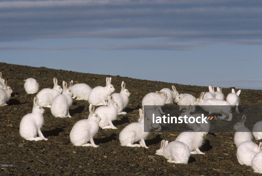 Grupo Ártico liebres (Lepus arcticus) en verano, isla de Ellesmere, Nunavut, Canadá