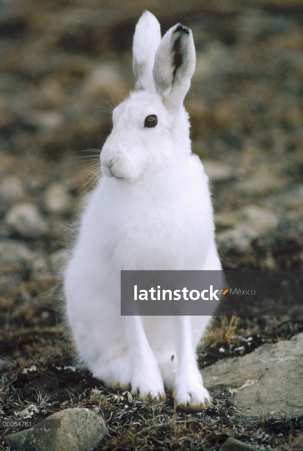 Retrato de Ártico liebres (Lepus arcticus), isla de Ellesmere, Nunavut, Canadá