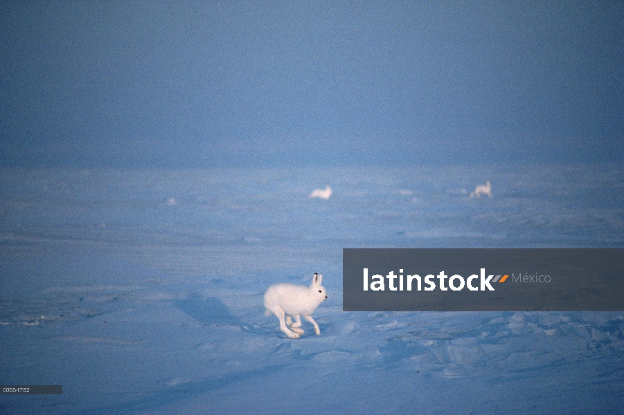 Trío de Ártico liebres (Lepus arcticus) funcionando, isla de Ellesmere, Nunavut, Canadá