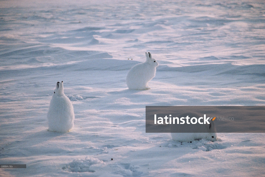 Trío de Ártico liebres (Lepus arcticus) en nieve, isla de Ellesmere, Nunavut, Canadá