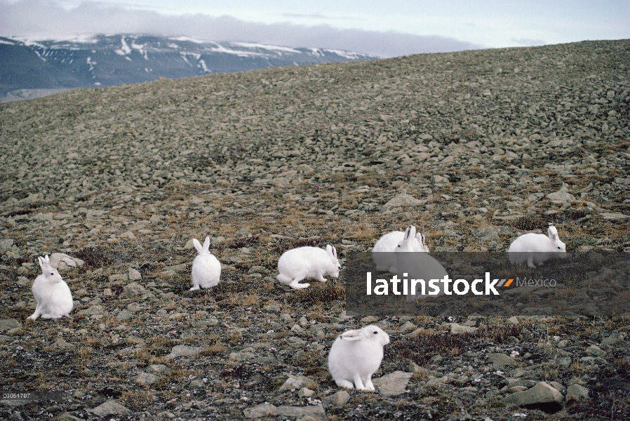 Liebre del Ártico (Lepus arcticus) grupo alimentándose de la vegetación de tundra, isla de Ellesmere