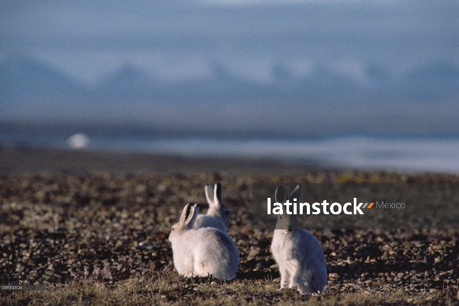 Trío de Ártico liebres (Lepus arcticus) en tundra, isla de Ellesmere, Nunavut, Canadá