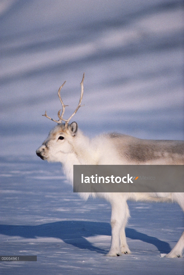 Retrato del caribú de Peary (Rangifer tarandus pearyi), isla de Ellesmere, Nunavut, Canadá