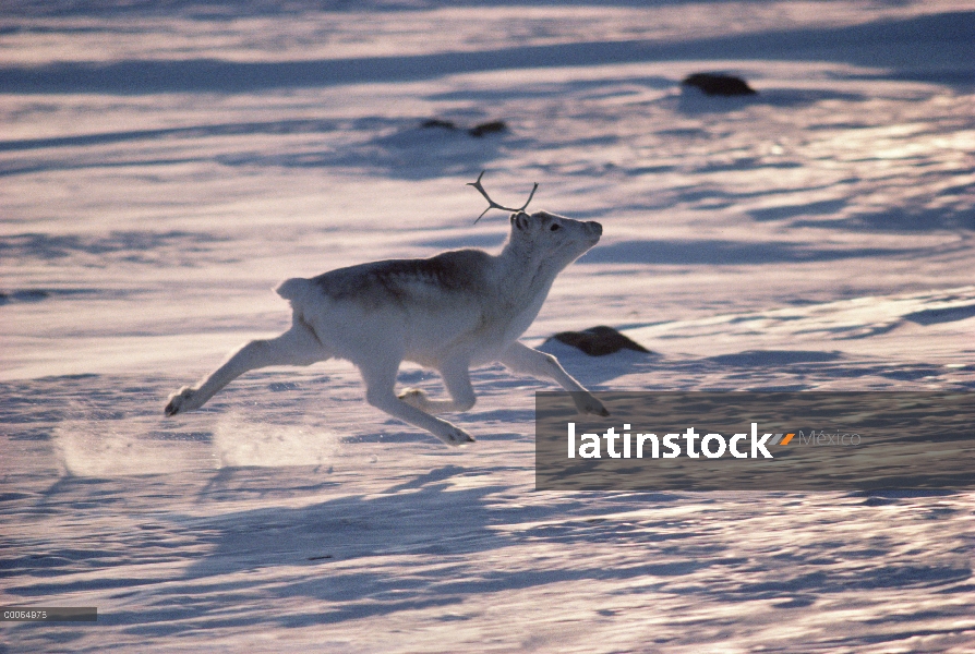 Caribú de Peary (Rangifer tarandus pearyi) corriendo por el campo de nieve, isla de Ellesmere, Nunav