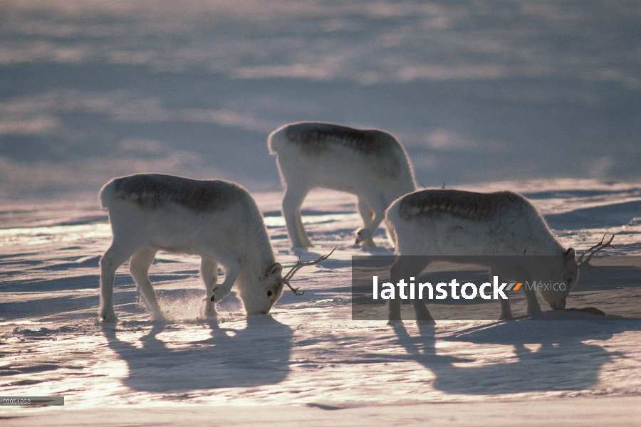 Trío de caribú de Peary (Rangifer tarandus pearyi) alimentándose, isla de Ellesmere, Nunavut, Canadá