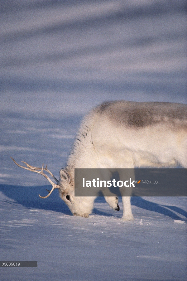 Peary caribú (Rangifer tarandus pearyi) cavar debajo de nieve para descubrir la hierba, isla de Elle