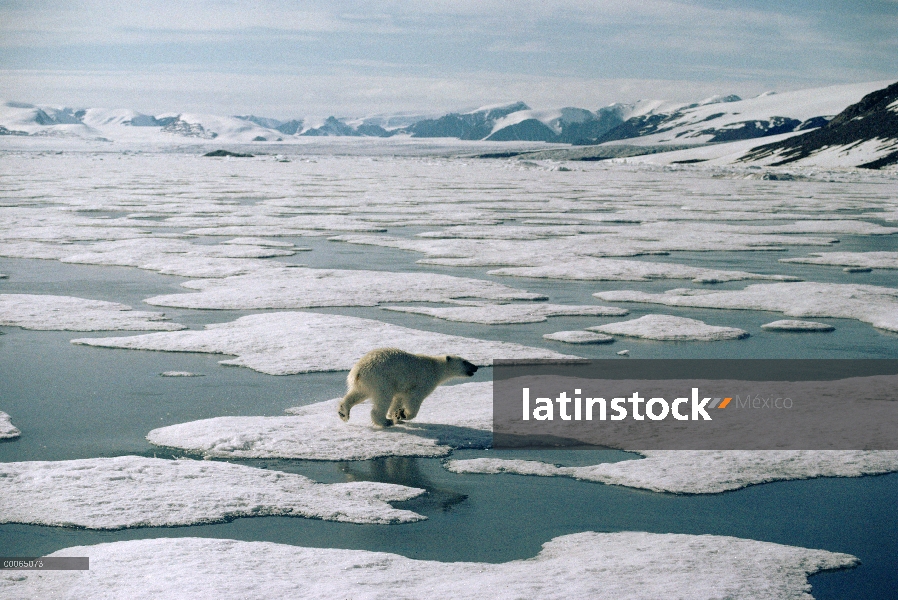 Oso polar (Ursus maritimus) funcionando a través de hielo, isla de Ellesmere, Nunavut, Canadá