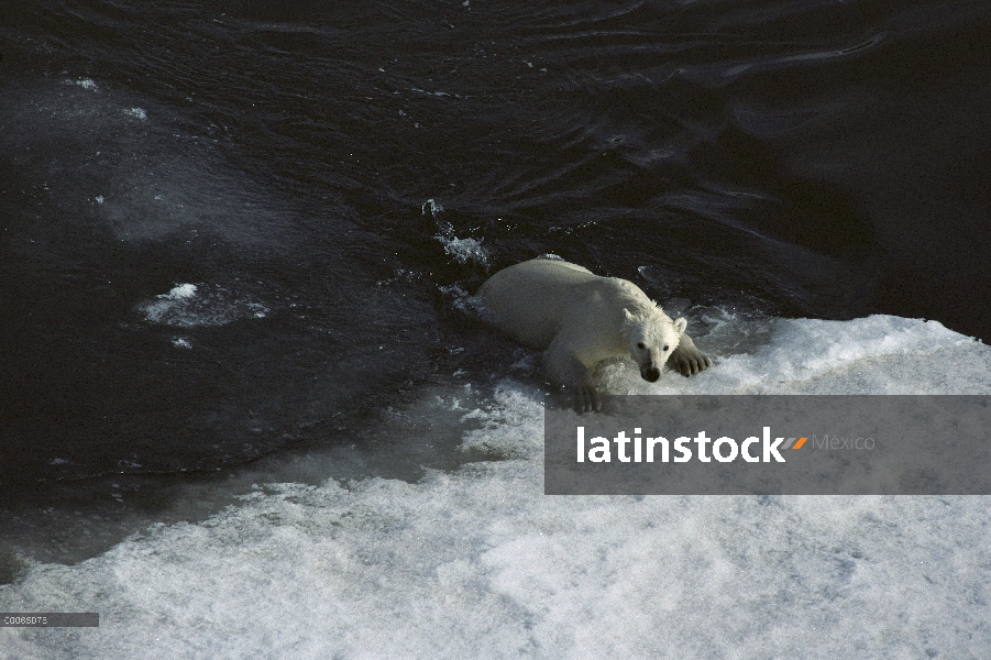 Oso polar (Ursus maritimus) sacar a tierra sobre iceberg, Canadá