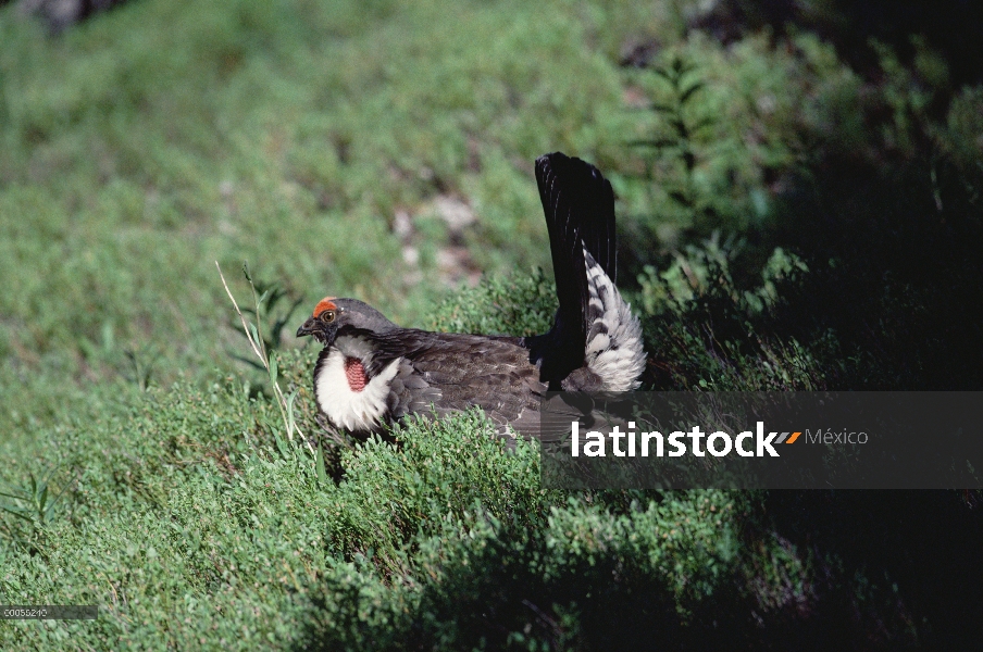 Hombre azul Grouse (obscurus de Dendragapus) mostrando, América del norte