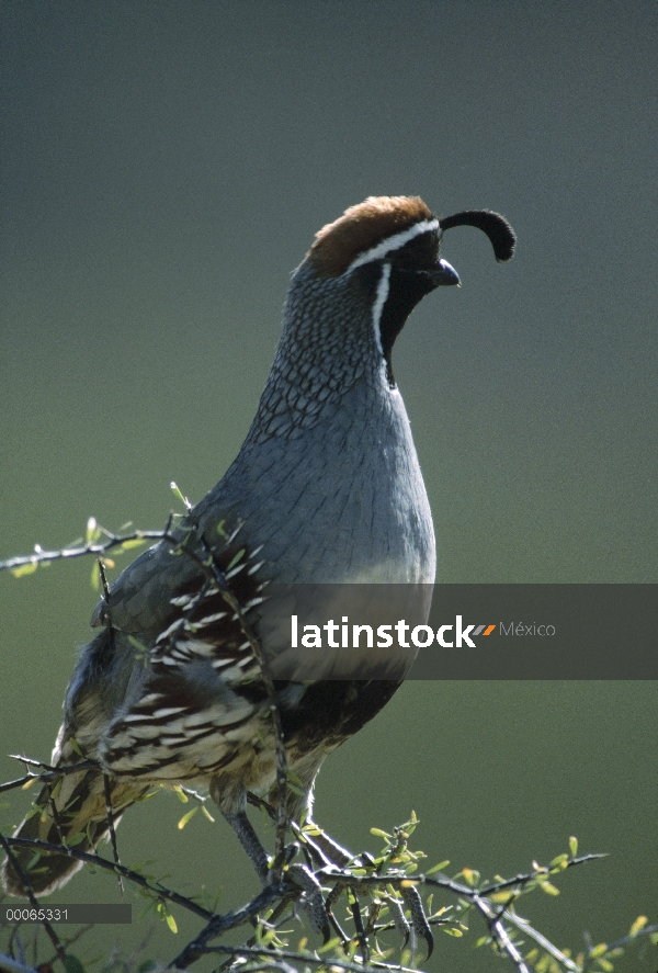 Macho de codorniz (Callipepla gambelii) de Gambel, desierto de Sonora, Arizona