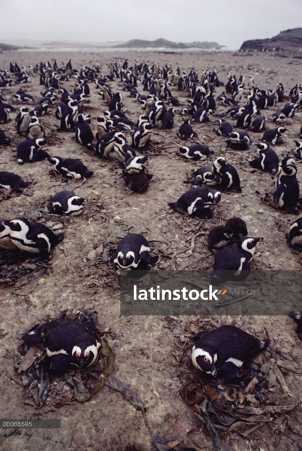 Negro-footed Colonia nidificante de pingüino (Spheniscus demersus), Namibia