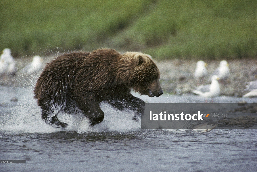 Oso Grizzly (Ursus arctos horribilis) persiguiendo salmón río, Alaska