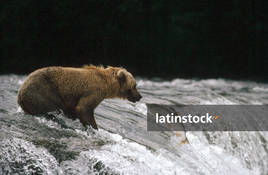 Oso Grizzly (Ursus arctos horribilis) captura reproductora salmon, Alaska