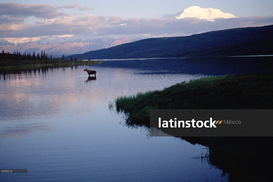 Alaska alces (Alces alces gigas) en Wonder Lake, Mt Denali fondo, Parque Nacional de Denali y Preser