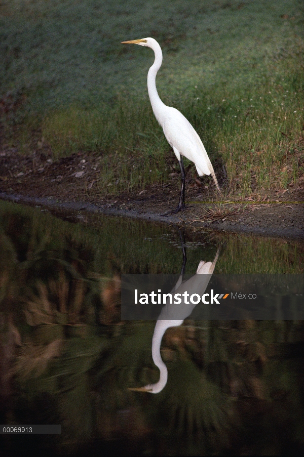 Garza (Ardea alba) refleja en shoreline, América del norte