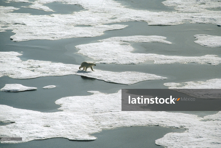 Oso polar (Ursus maritimus) travesía hielo durante el deshielo primaveral, isla de Ellesmere, Nunavu