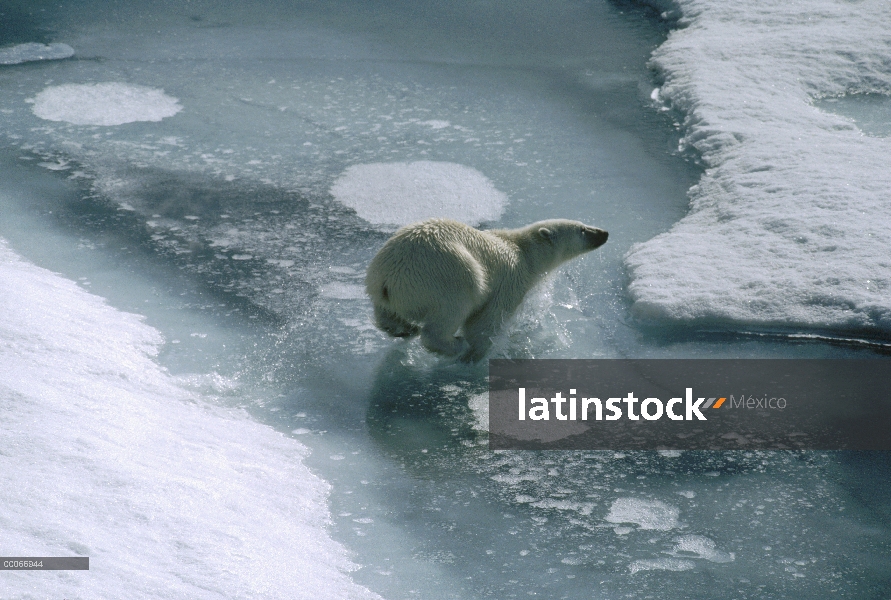 Oso polar (Ursus maritimus) corriendo sobre campo de hielo durante el deshielo primaveral, isla de E