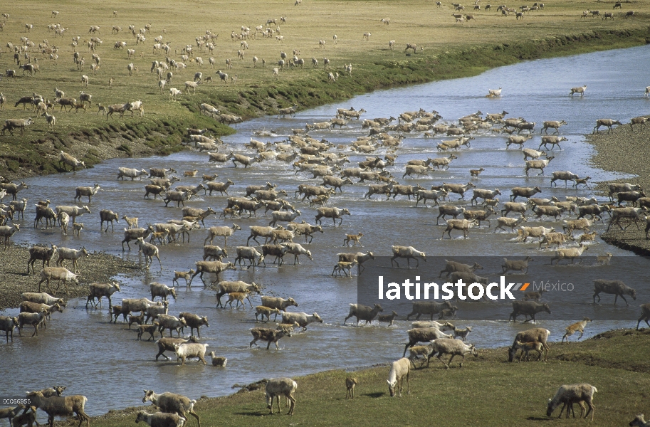 Manada de caribú (Rangifer tarandus) migra en verano, Arctic National Wildlife Refuge, Alaska