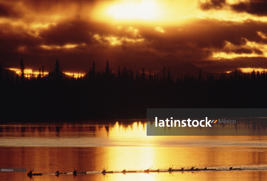 Caribú (Rangifer tarandus) manada río de cruce al atardecer, Alaska